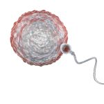 sperm and egg - fertility