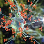 Antibodies attacking neuron, 3D illustration. Concept of autoimmune neurologic diseases