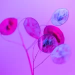 pexels-marek-piwnicki-3907296-15859756 microscopic image of unfertlized eggs